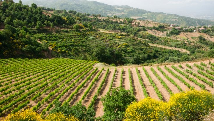 Demetrio Stancati e quei segreti "rubati" ai piemontesi per fare grande il vino calabrese