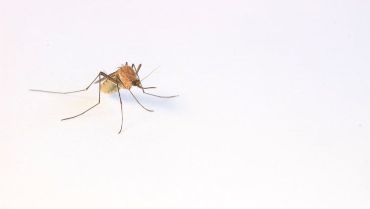 Dengue, in Honduras si combatte con zanzare infettate da un batterio