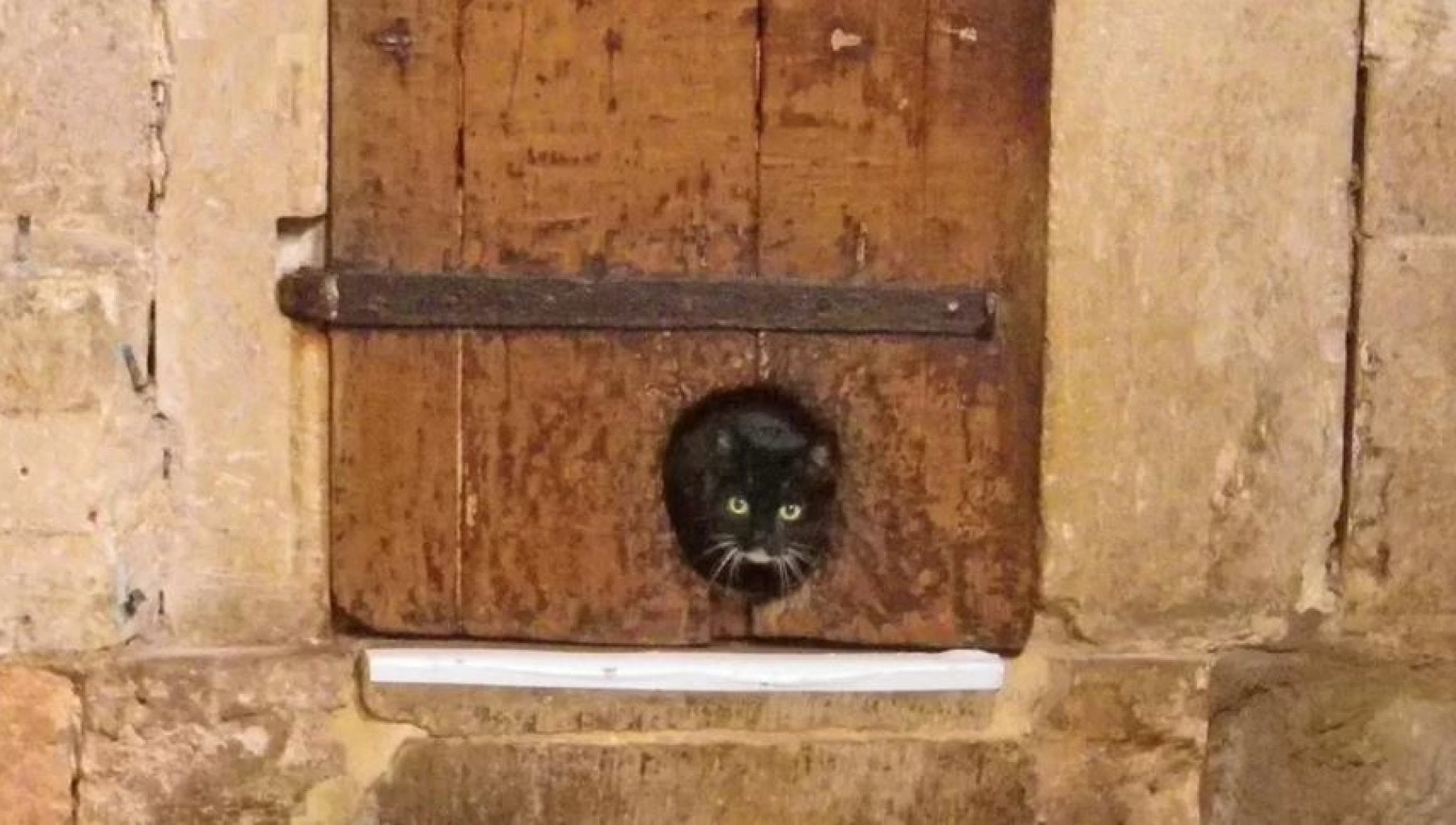 Bloccaporta Per Gatti Regolabile - Tieni Fuori I Cani, Lasci Entrare I Gatti