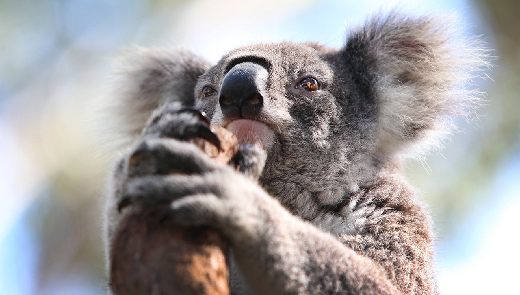 i-cani-sono-fra-i-pi-grandi-killer-di-koala-insieme-ad-automobili-e