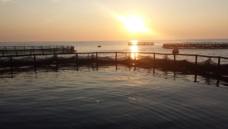 L'allevamento di "Palma d'Oro"