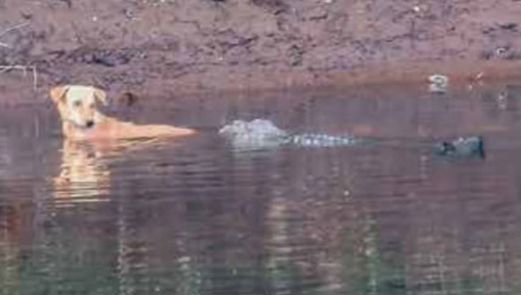 India: un cane randagio in pericolo si tuffa in un fiume, i coccodrilli ...