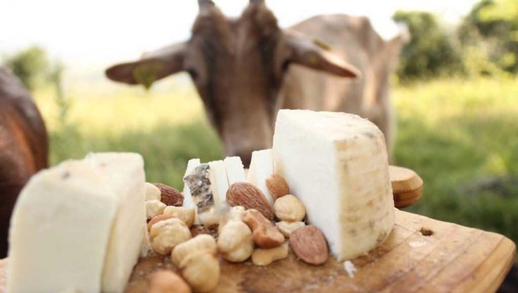 Capra e formaggi dell'azienda macedone&nbsp;Kozi Mieko Planina