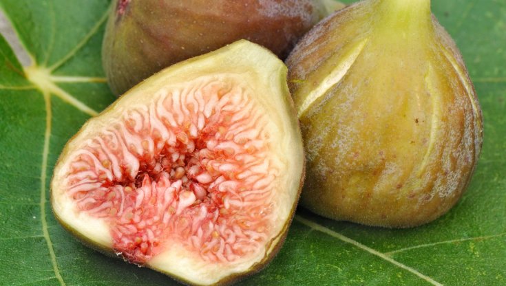 Fichi (foto Boulanger Sandrine, Dreamstime)