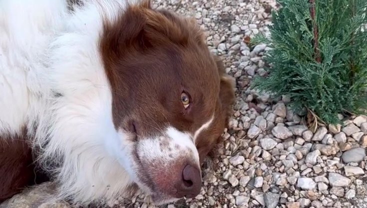 La straziante storia di Bamboo, il cane che veglia da giorni la tomba ...