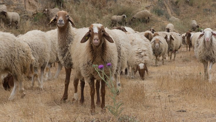 ABAKUHAUS Asilo Tovaglia, Felice di Dancing Animali, Rettangolare per