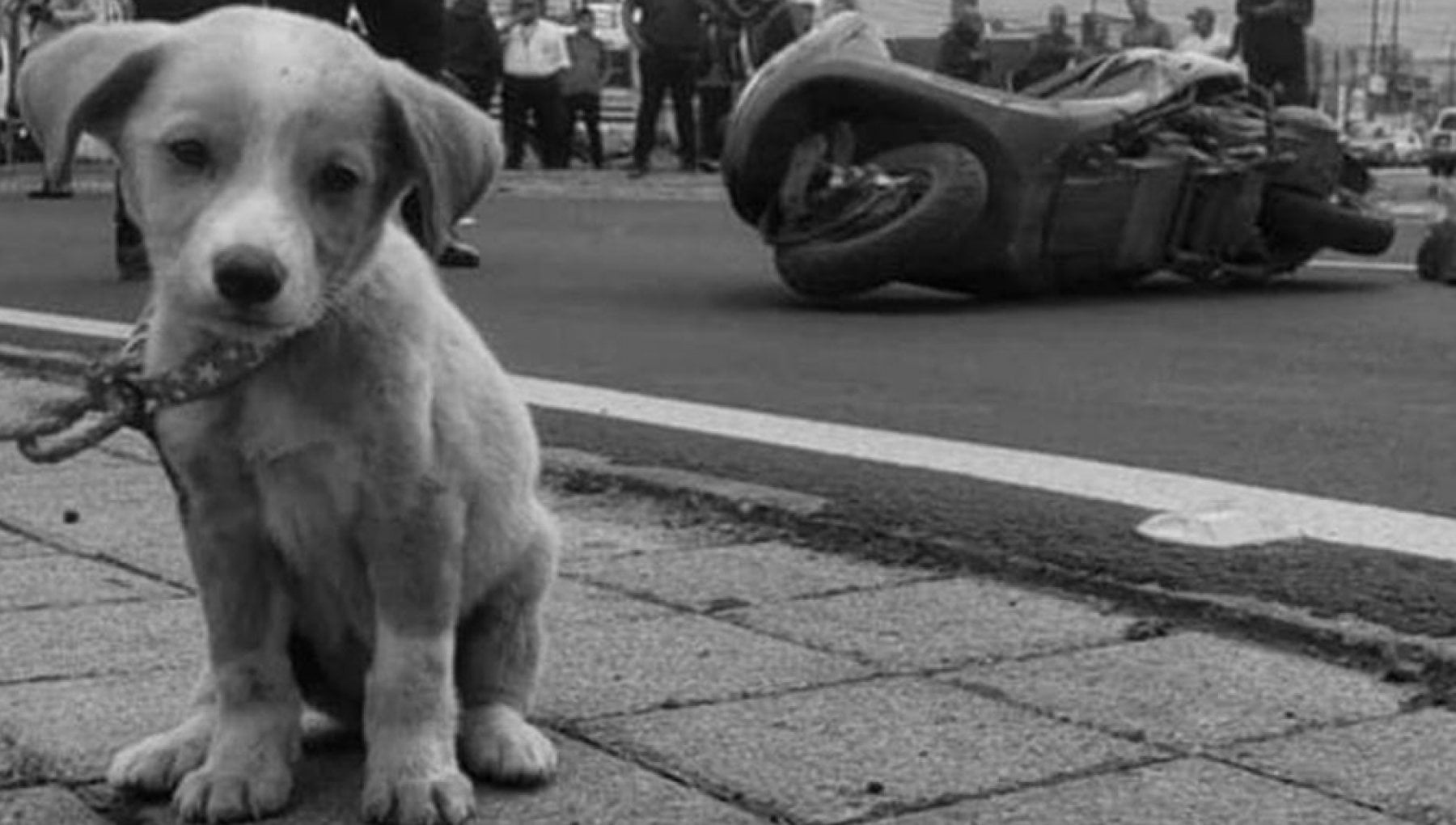 La commovente storia del cucciolo Boots, il cane appena adottato che ...