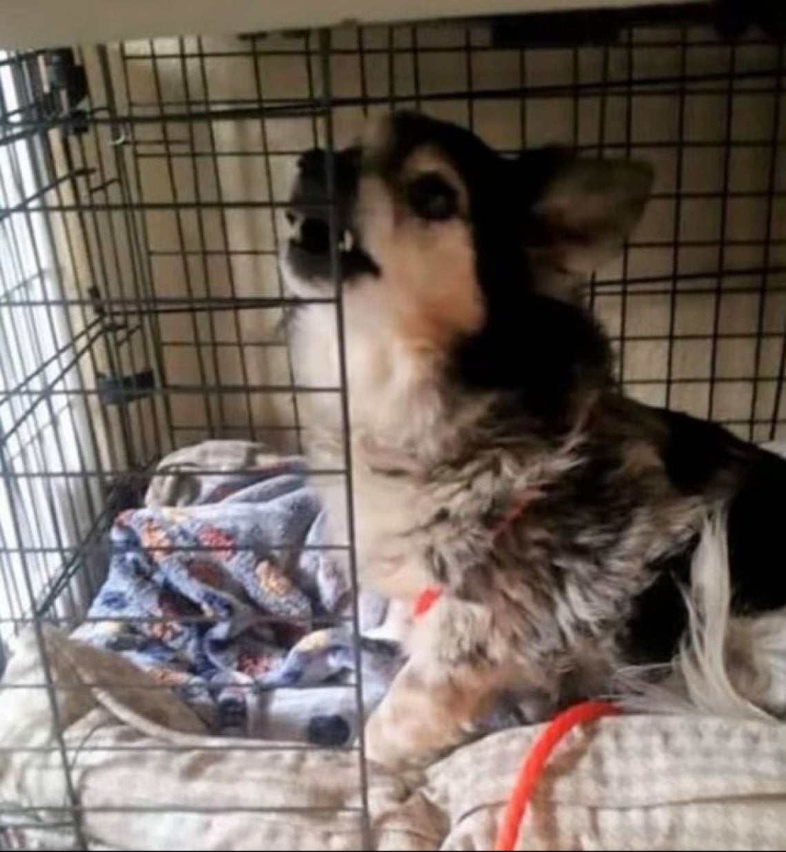 L'incredibile parabola del cane William: veglia per giorni il padrone ...