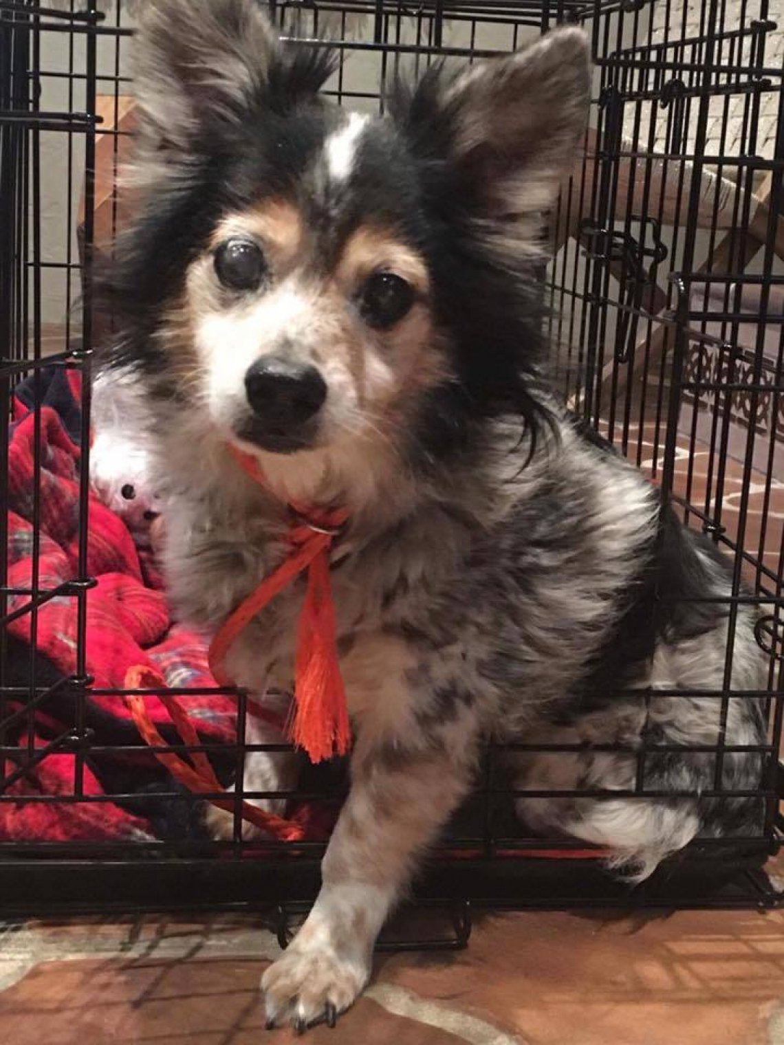 L'incredibile parabola del cane William: veglia per giorni il padrone ...