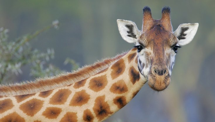 NEWEI Orecchini Pendenti Giraffa In Acrilico – Gioielli Donna E Ragazza – Leggeri, Colorati, In Confezione Regalo