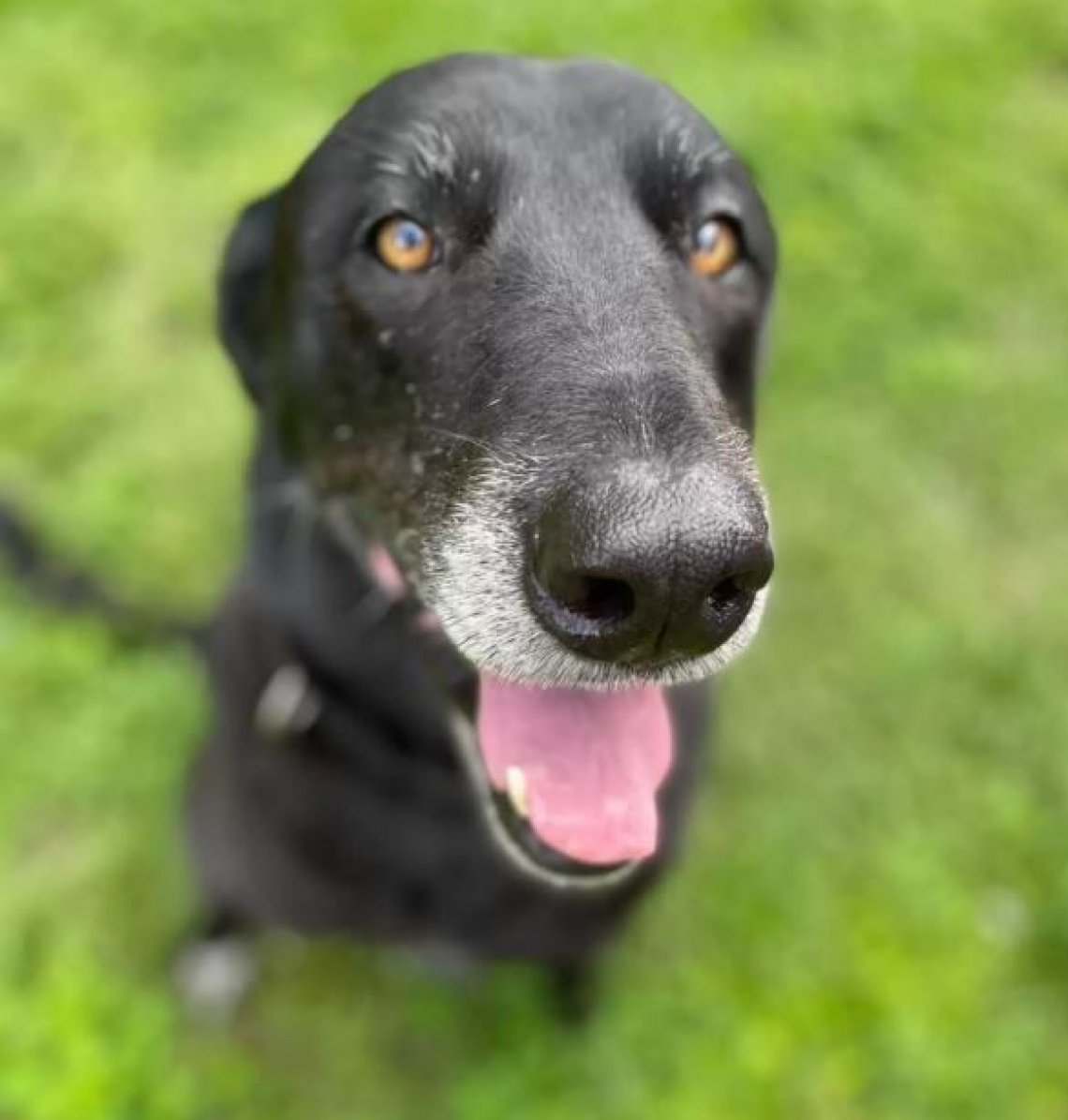Bean, l'anziano cane timido che ha sempre vissuto in rifugio trova casa ...