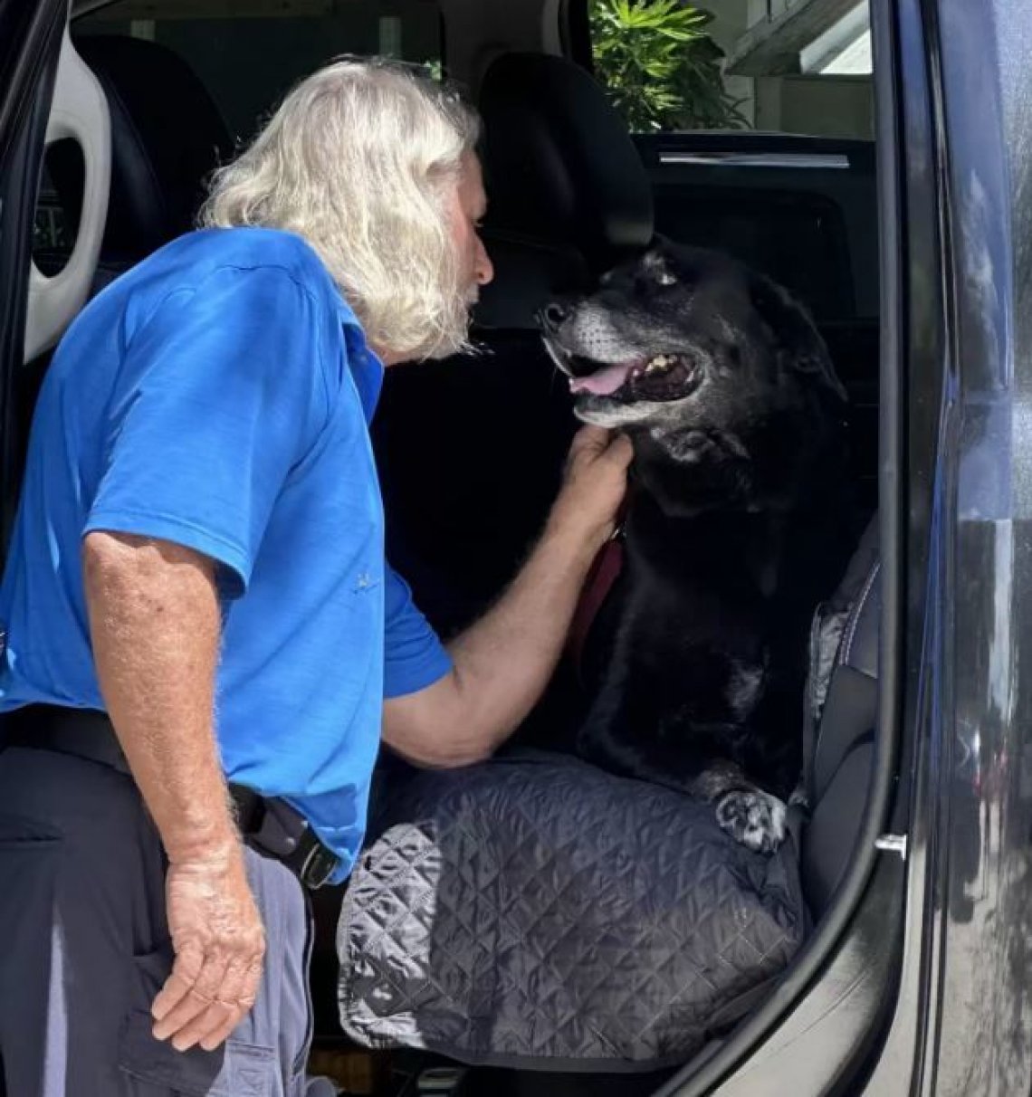 Bean, l'anziano cane timido che ha sempre vissuto in rifugio trova casa ...