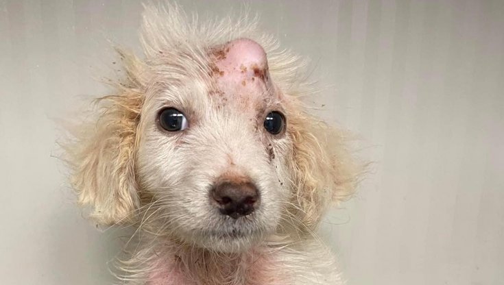 Cucciolo di cane lanciato da un'auto in corsa: ha una grave frattura alla testa ma si salverà. Subito partita la corsa all'adozione