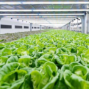 L'insalata che fa "croc" nasce nella vertical farm più grande d'Europa 