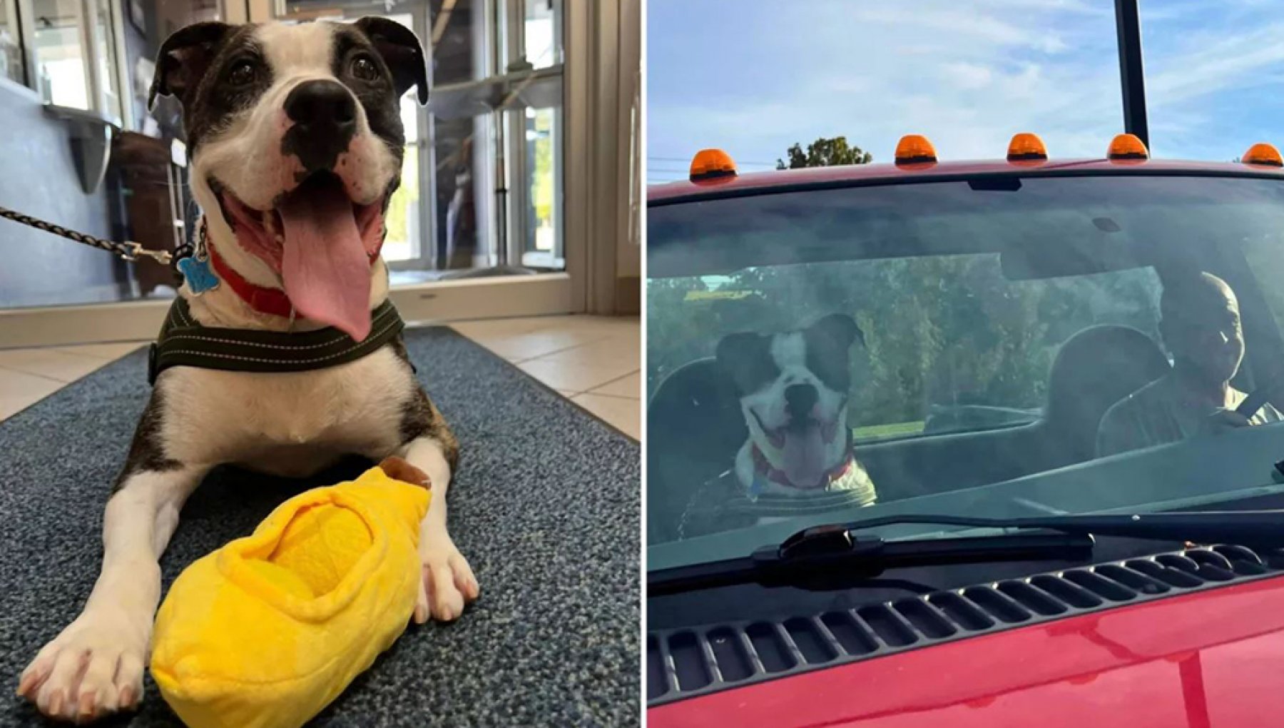 "Voglio adottare il cane che ha più bisogno, non lo voglio vedere né ...
