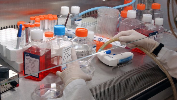 Cervello, cuore e reni: una proteina li unisce come un filo rosso
