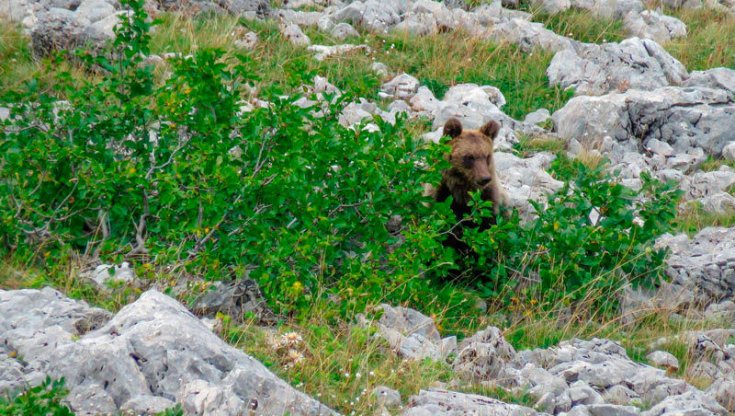 "Per salvarli lasciamo che i cuccioli di Amarena facciano gli orsi"