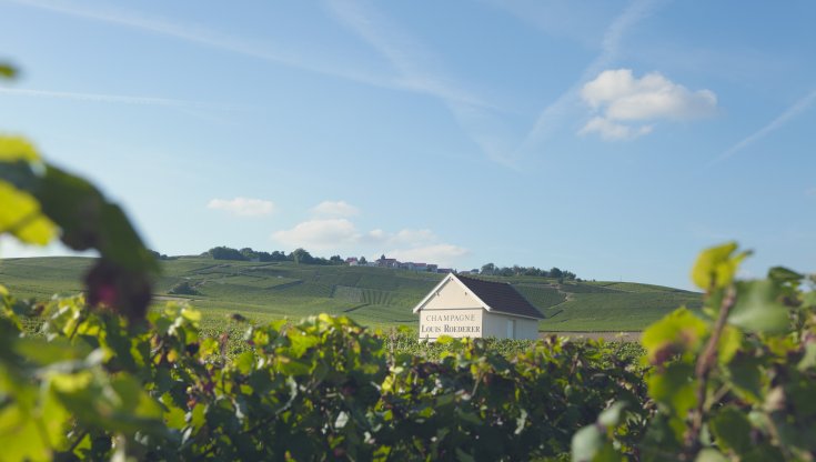 Le vigne della maison Louis Roederer