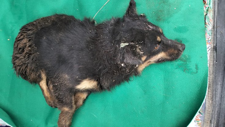 Cane gettato tra i rifiuti e salvato prima di finire tritato in una discarica nel Torinese, ora cerca casa