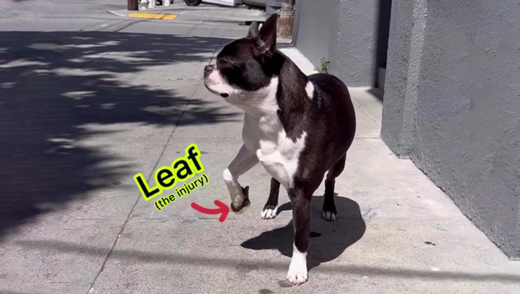 La storia di Pokey, il cane attore che finge di ferirsi a una zampa ...