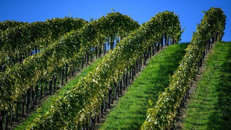 Tutto un altro vino: il clima è in crisi e cambia la mappa dell'enologia