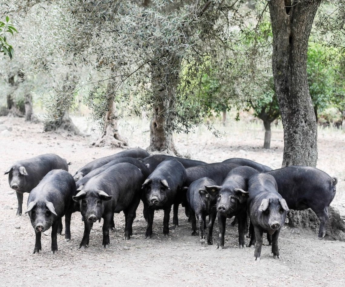 &nbsp;Allevamento Fattoria Borrello