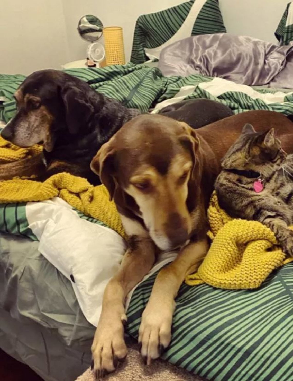Adotta il figlio anziano del cane che ospita da anni. "Mamma Dolly e ...
