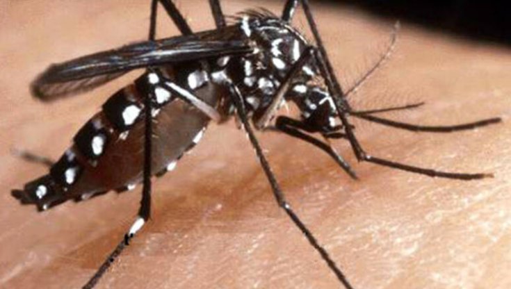 Vaccino Chikungunya approvato negli Usa: di che cosa si tratta