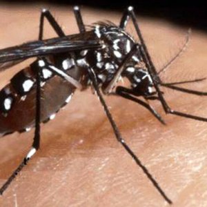 Vaccino Chikungunya approvato negli Usa: di che cosa si tratta