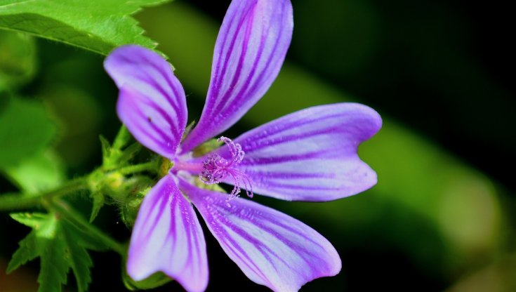 Fiore di malva (Pixabay)
