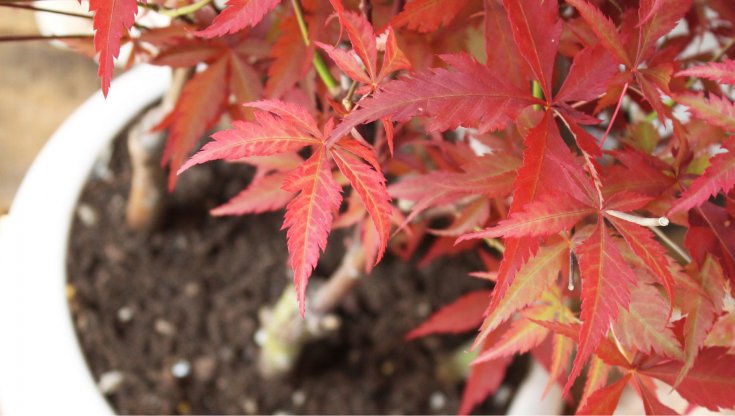 bonsai schere fiskars Bonsai-Schere – scharfes Leichtgewicht für präzise Schnitte main image 0