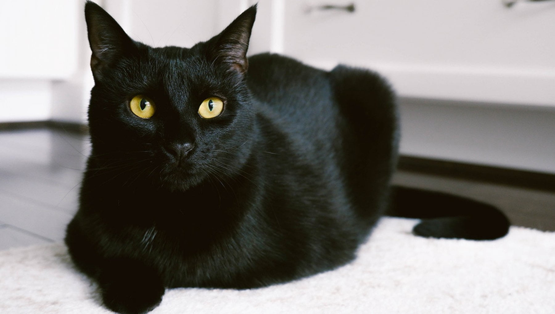 Giornata Del Gatto Nero Sai Quali Sono I Pi Famosi Della Storia E Giornata Del Gatto Nero Sai Quali Sono I Pi Famosi Della Storia E