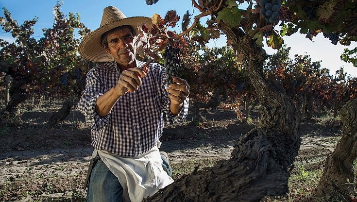 Quattro tappe per quattro vigne: viaggio nel Cile del vino
