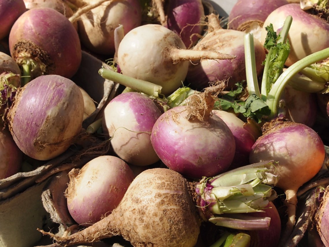 La rutabaga