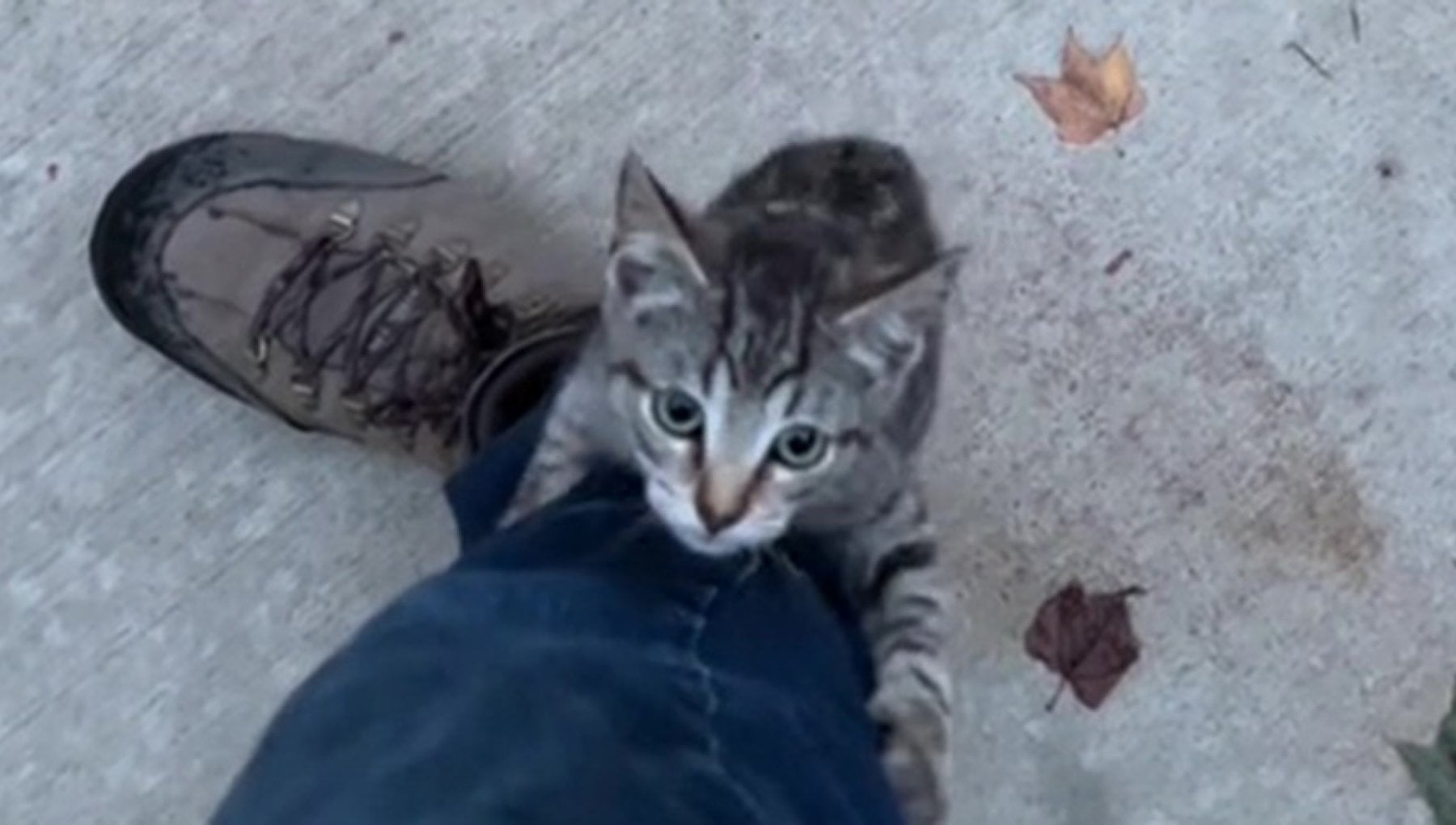 Il gatto randagio Chompers si arrampica sulla gamba di un uomo per ...
