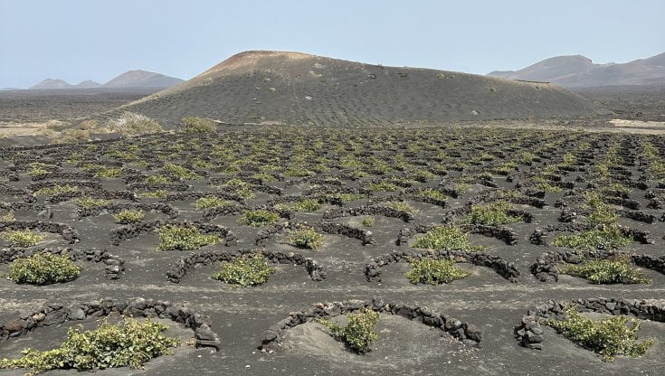 I coni scavati a mano che accolgono le viti a Lanzarote