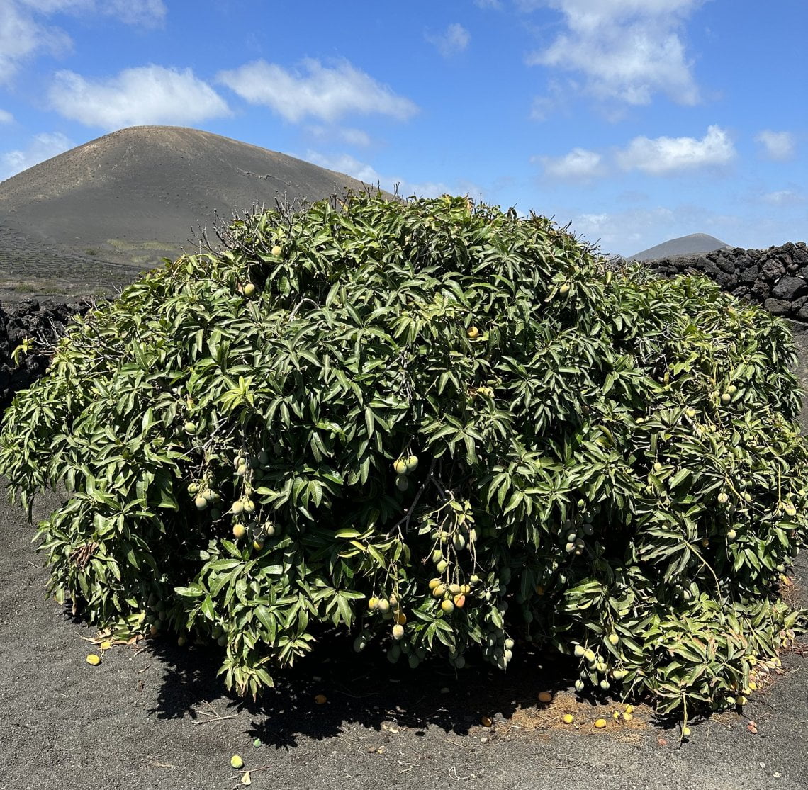 Una pianta di mango a Lanzarote