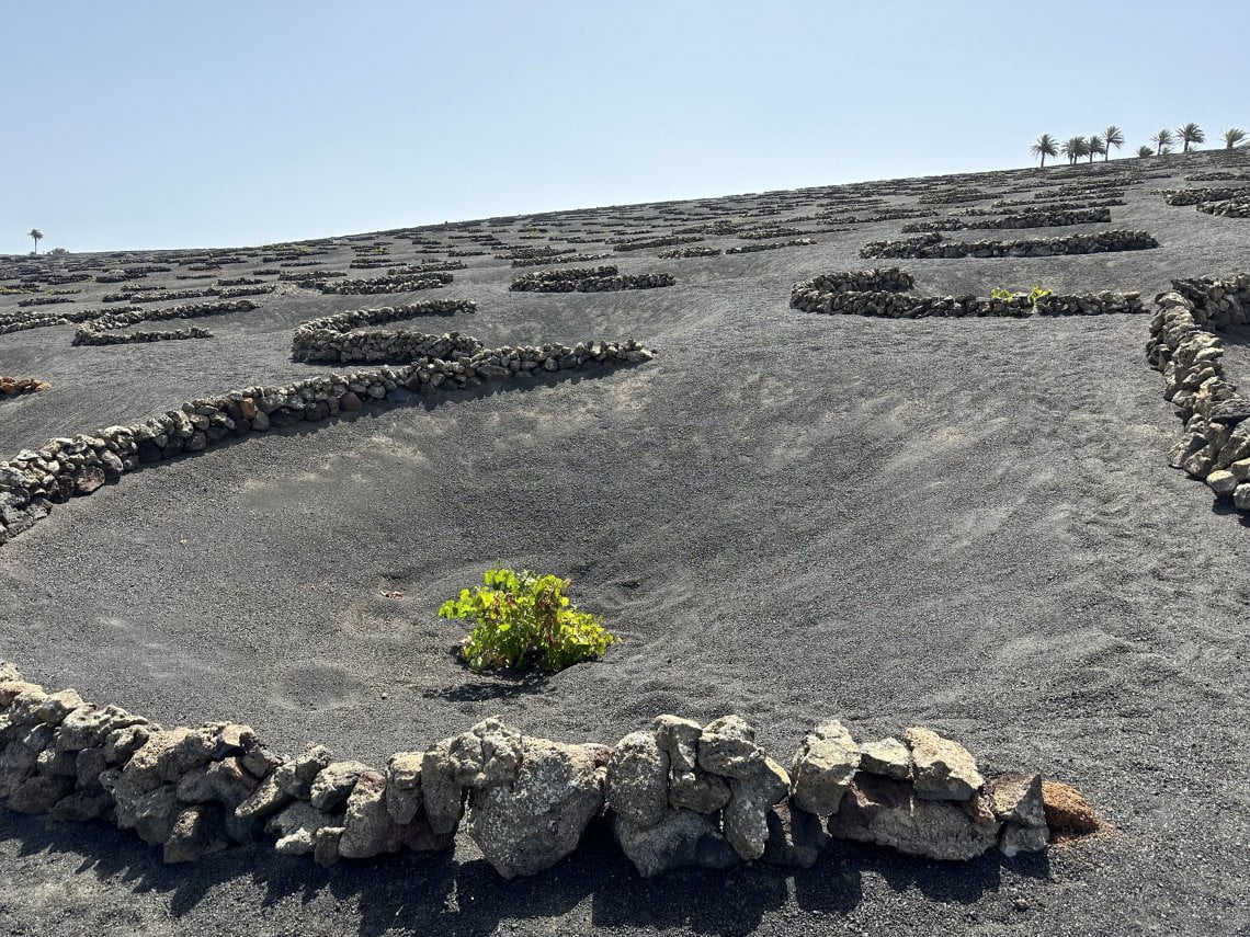 La tipica vite di Lanzarote su terreno vulcanico