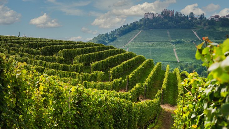 I vigneti delle Langhe