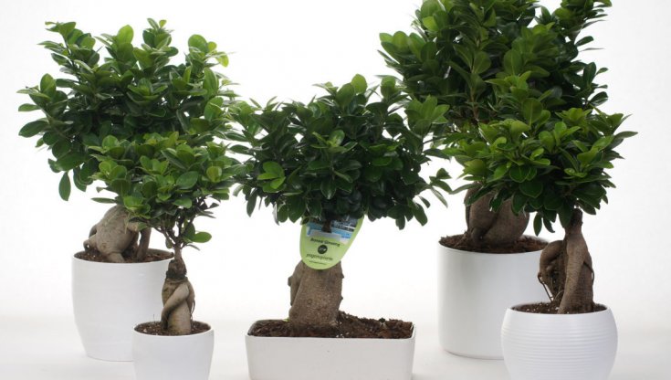 Bonsai Ginseng