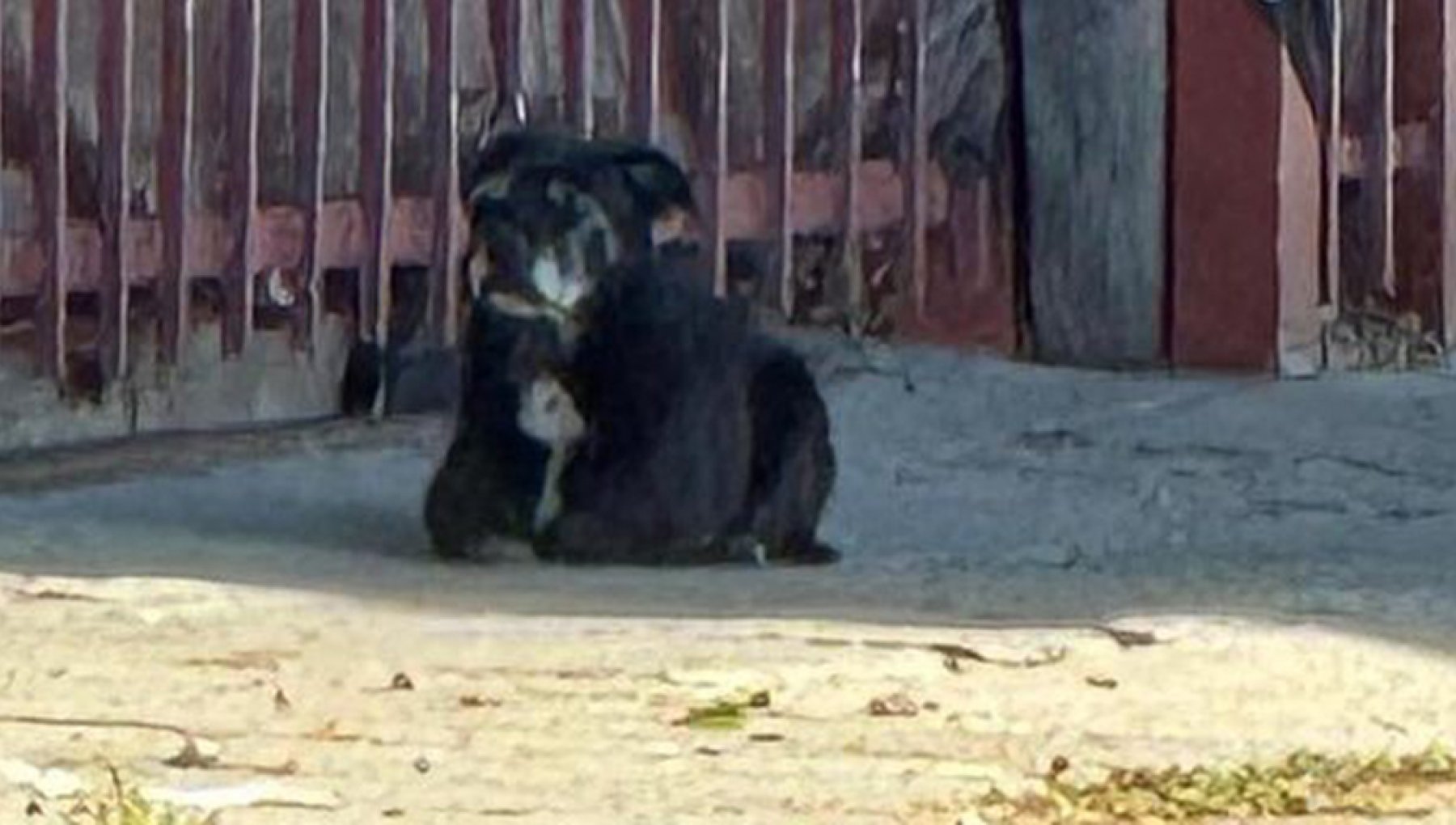 La storia di Marley, il cane che per due mesi ha aspettato la sua ...
