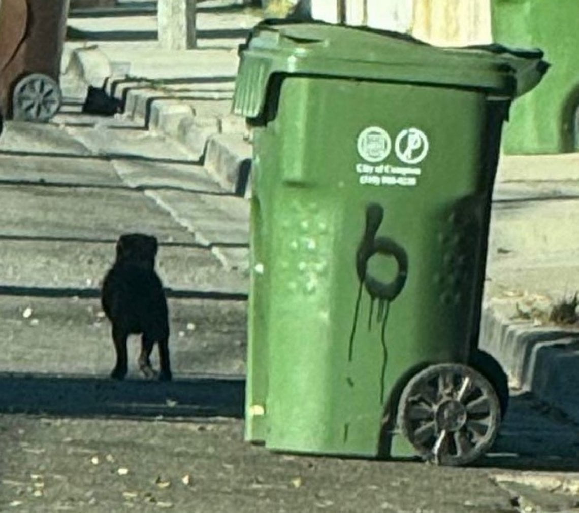 La storia di Marley, il cane che per due mesi ha aspettato la sua ...