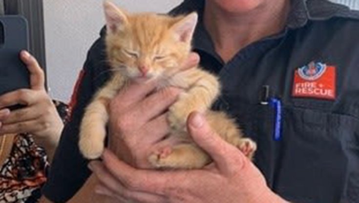 KIAYOO Set 5 Decorazioni Auto A Forma Di Gatto – Adesivi Carini Per Cruscotto, Specchietto E Presa D'Aria, Regalo Divertente