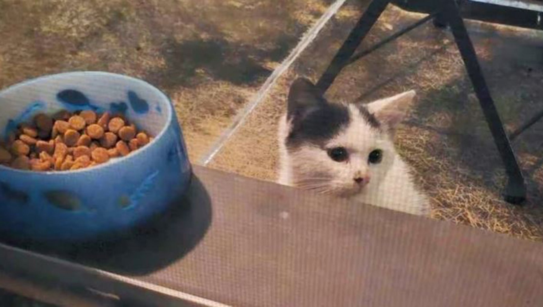 Il gatto randagio Typia si arrampica sul balcone in cerca di aiuto e ...