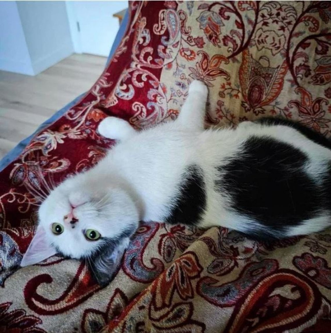 Il gatto randagio Typia si arrampica sul balcone in cerca di aiuto e ...