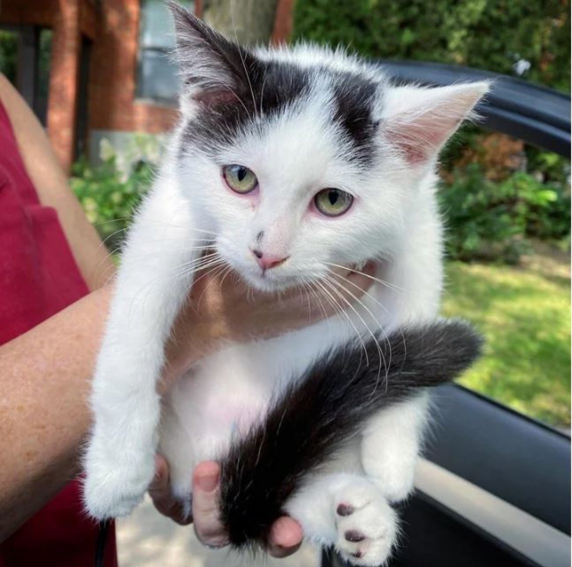Il gatto randagio Typia si arrampica sul balcone in cerca di aiuto e ...