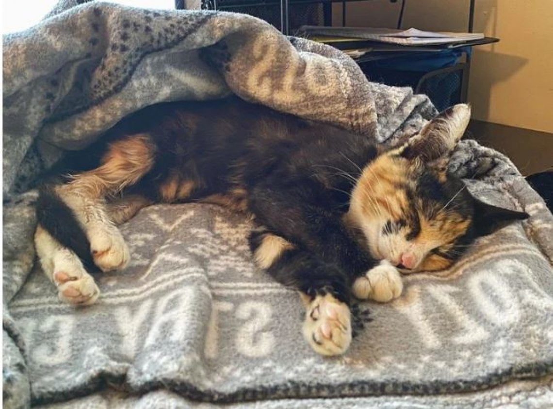 La storia di Nico, il gatto randagio salvato da una tempesta che adora ...
