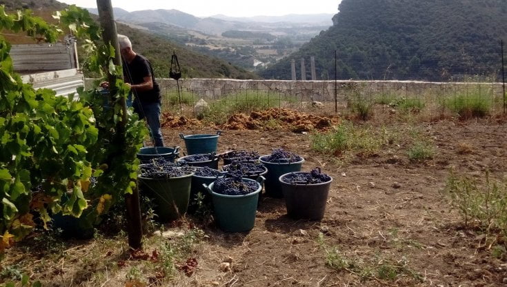 La vendemmia a Monte Fenosu