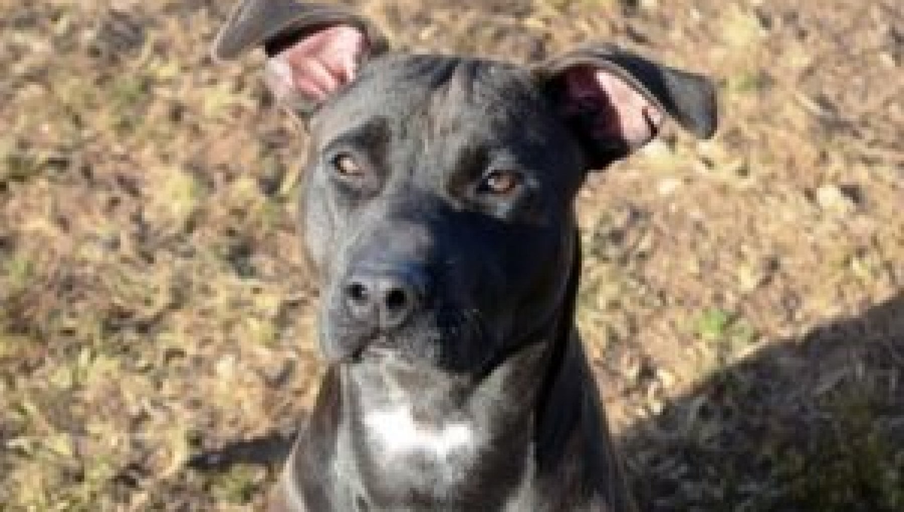 Simpy, il cane legato alla catena e senza microchip ora è salvo e cerca ...