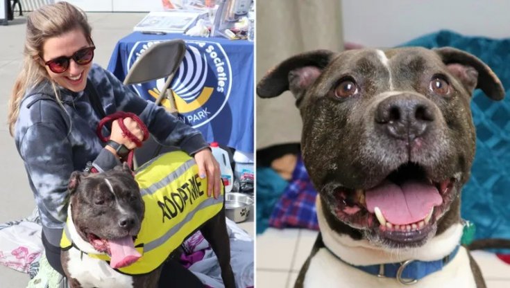 Mack, il cane finito in rifugio dopo la morte del suo proprietario ...